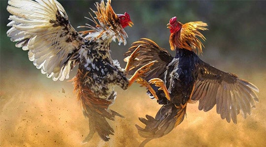 đá gà game